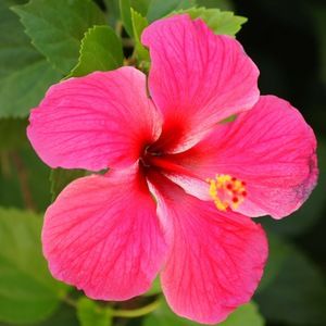 Meet your Posher, Torie